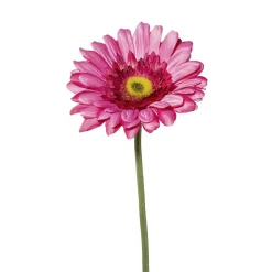 Gerbera Amra