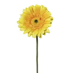 Gerbera Amra