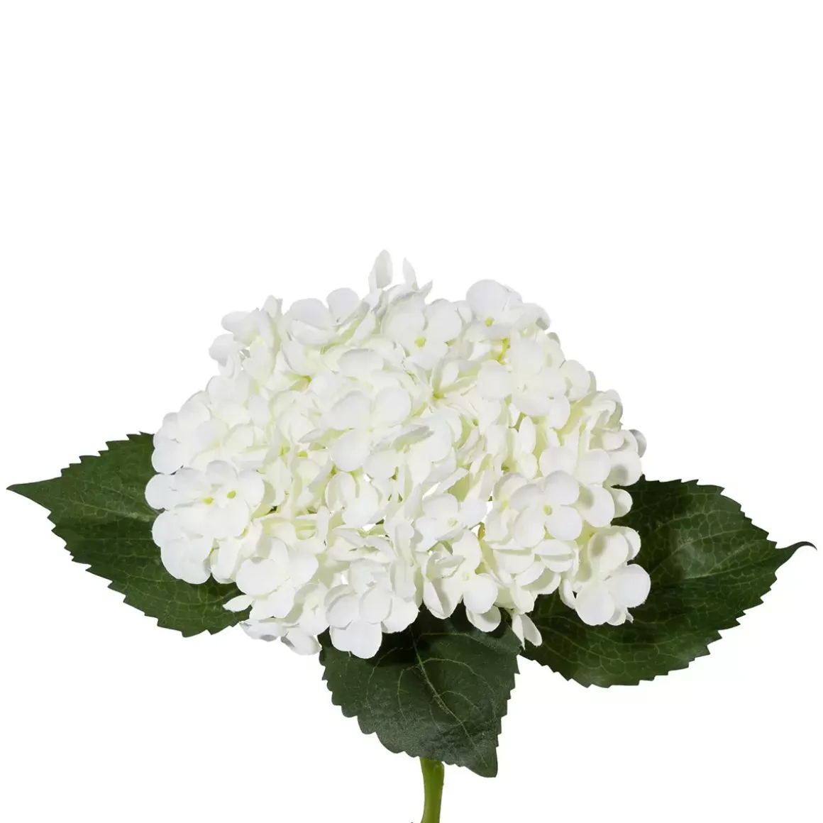 Hortensie Lia