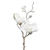 Magnolie