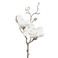 Magnolie