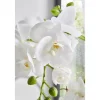 Orchidee
