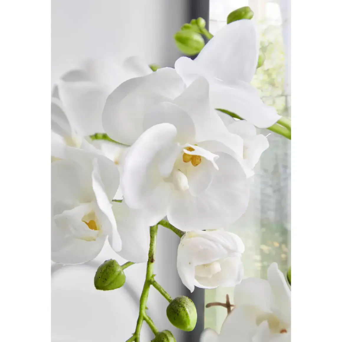 Orchidee