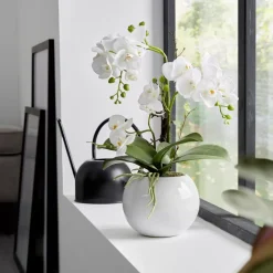 Orchidee