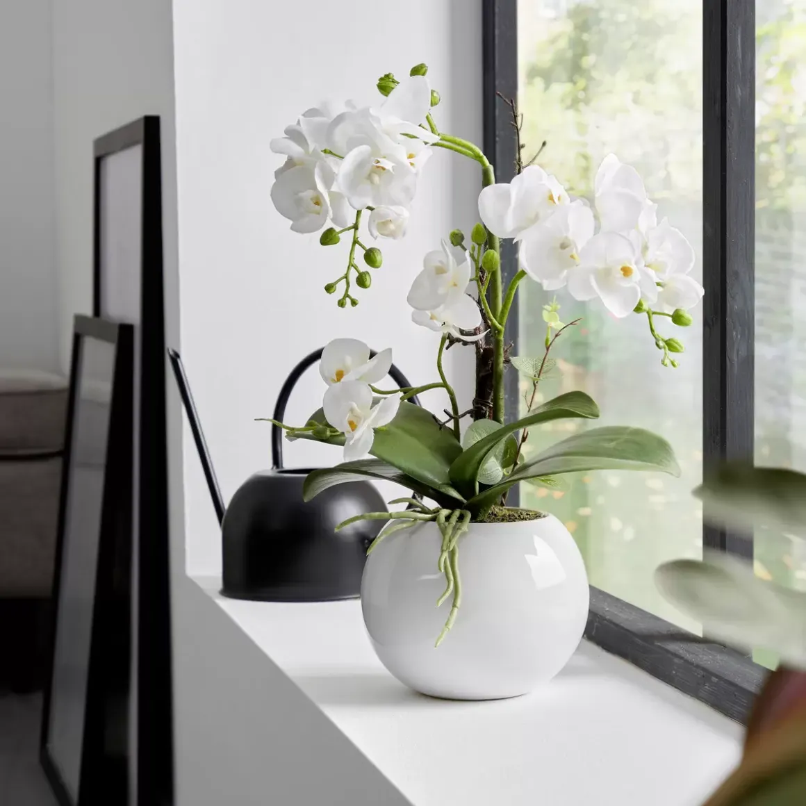 Orchidee