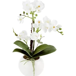 Orchidee