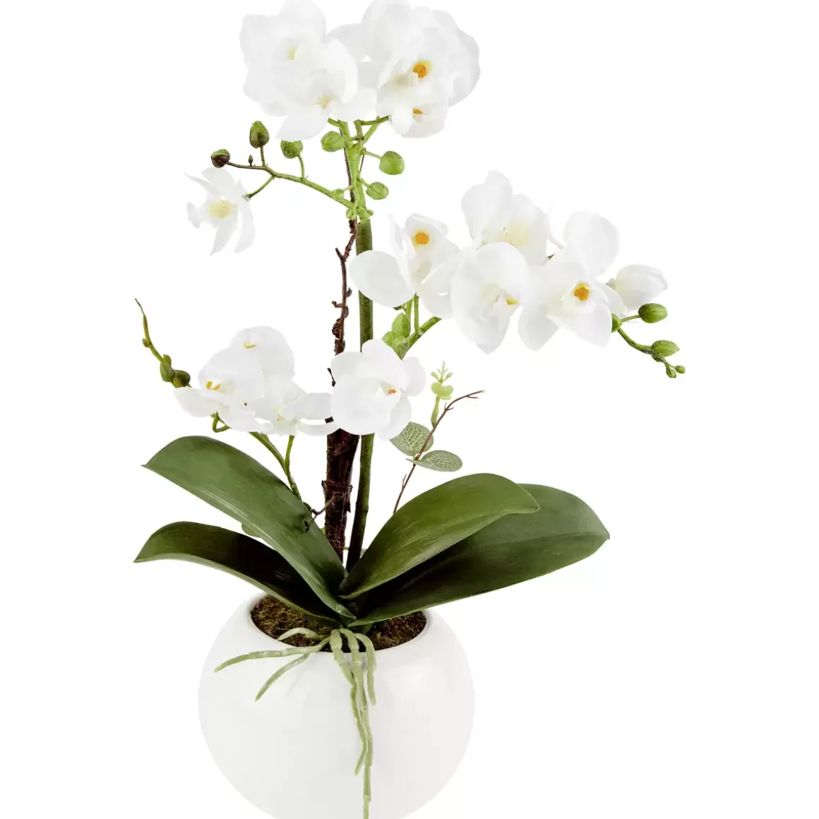 Orchidee