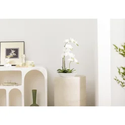 Orchidee Birgit
