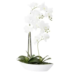 Orchidee Birgit