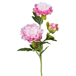 Peonie