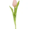 Tulpe